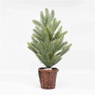 TABLE TOP REAL CHRISTMAS TREES